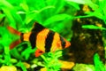 Tiger barb in a freshwater aquarium Royalty Free Stock Photo