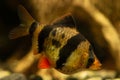 Tiger barb Puntius tetrazona in aquarium Royalty Free Stock Photo