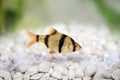 Tiger barb or Sumatra barb Puntius tetrazona tropical aquarium fish Royalty Free Stock Photo