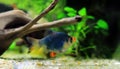 Green Tiger Barb freshwater fish - (Puntigrus tetrazona) Royalty Free Stock Photo