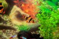 Tiger barb or sumatra barb in a home decorative aquarium Royalty Free Stock Photo