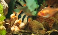 Tiger barbs and Minor tetra freshwater fish in aquarium Royalty Free Stock Photo