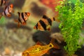 Tiger barbs or sumatra barbs - bright tropical fish with four dark stripes Royalty Free Stock Photo