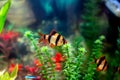 Tiger barbs or sumatra barbs in a home decorative aquarium