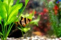 Tiger barbs or sumatra barbs in a home decorative aquarium Royalty Free Stock Photo