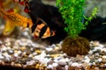 Tiger barbs or sumatra barbs in a home decorative aquarium Royalty Free Stock Photo