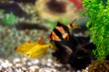 Tiger barbs or sumatra barbs in a home decorative aquarium Royalty Free Stock Photo