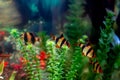 Tiger barbs or sumatra barbs Puntius tetrazona in a home decorative aquarium