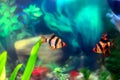 Tiger barbs or sumatra barbs in a home decorative aquarium Royalty Free Stock Photo