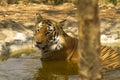 Tiger Bathing in a pool