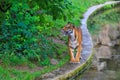 Tiger with a beautiful predatory look. Background with selective focus and copy space