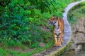 Tiger with a beautiful predatory look. Background with selective focus and copy space