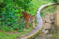 Tiger with a beautiful predatory look. Background with selective focus and copy space