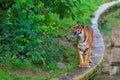 Tiger with a beautiful predatory look. Background with selective focus and copy space