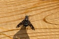 Tiger Bee-fly - Xenox tigrinus Royalty Free Stock Photo