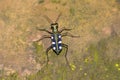 Tiger beetle Royalty Free Stock Photo