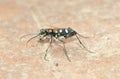 Tiger beetle Royalty Free Stock Photo