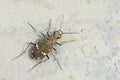 Tiger Beetle Royalty Free Stock Photo