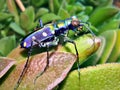 Tiger Beetle Royalty Free Stock Photo