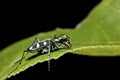 Tiger beetle Royalty Free Stock Photo