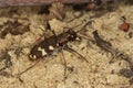 Tiger beetle