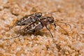 Tiger beetle in action Royalty Free Stock Photo