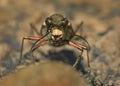 Tiger Beetle - Cicindela sylvicola - ground beetle native to Europe