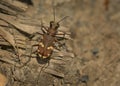 Tiger Beetle - Cicindela sylvicola - ground beetle native to Europe