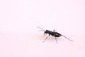 Tiger beetle Royalty Free Stock Photo