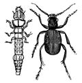 Tiger Beetle and Larvae, vintage illustration