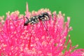 A tiger beetle is looking for prey on a pink Malay apple flower. Royalty Free Stock Photo