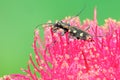 A tiger beetle is looking for prey on a pink Malay apple flower. Royalty Free Stock Photo