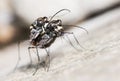 Tiger Beetle - Coleoptera- Insecta Royalty Free Stock Photo
