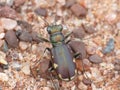 Tiger Beetle On Red Sand top view Royalty Free Stock Photo