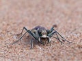 Tiger Beetle On Sand 5 Royalty Free Stock Photo