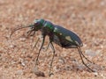 Tiger Beetle On Sand Side View Royalty Free Stock Photo
