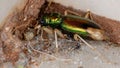 Tiger Beetle Royalty Free Stock Photo