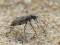 Tiger Beetle On White Sand side view Royalty Free Stock Photo
