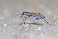 Tiger Beetles Cicindelidae Macro Close up Royalty Free Stock Photo