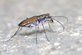 Tiger Beetles Cicindelidae Macro Close-up Royalty Free Stock Photo