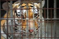 Tiger behind bars