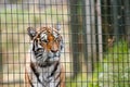 Tiger behind bars