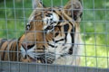 Tiger Behind Bars