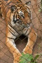 Tiger behind bars