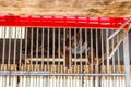 Tiger behind bars