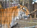 tiger behind bars in zoo