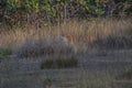 Tiger behind bush