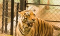 Tiger behind the cage in zoo.,closeup.