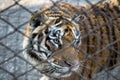 A Tiger behind the fence in the Siberian Tiger Park, Harbin, Chi