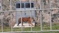 Tiger behind a Metal Fence